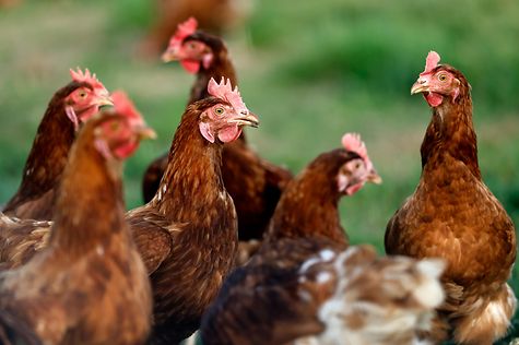 Bundesregierung will Tierschutzgesetz novellieren
