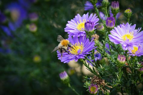 Einordnung: Forderungen im Vorfeld der Weltbiodiversitätskonferenz in Jerewan abgelehnt