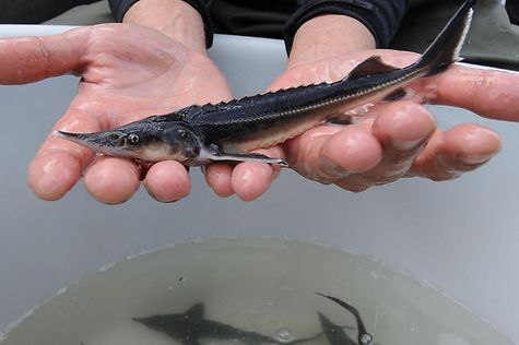 Deutscher Bundestag - Stör soll zum Leitfisch in der Donau werden